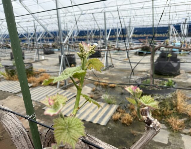 【ブドウ】4月のぶどう畑: 新芽に宿る、明日の豊かさ